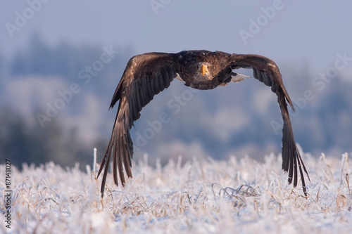 flying eagle in frozen snow