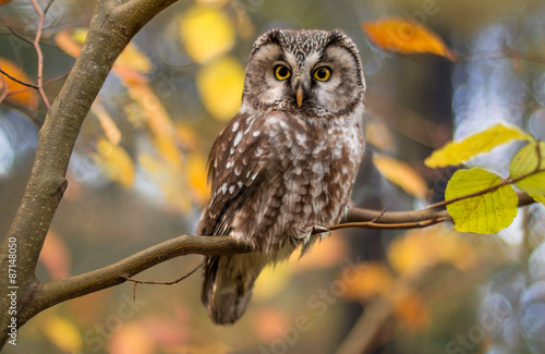 boreal owl in autumn leaves
