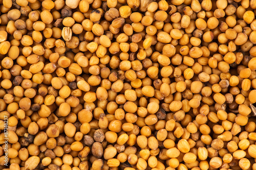 Brown mustard seeds abstract background