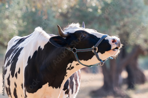 Canvastavla Cow mooing in a farm.