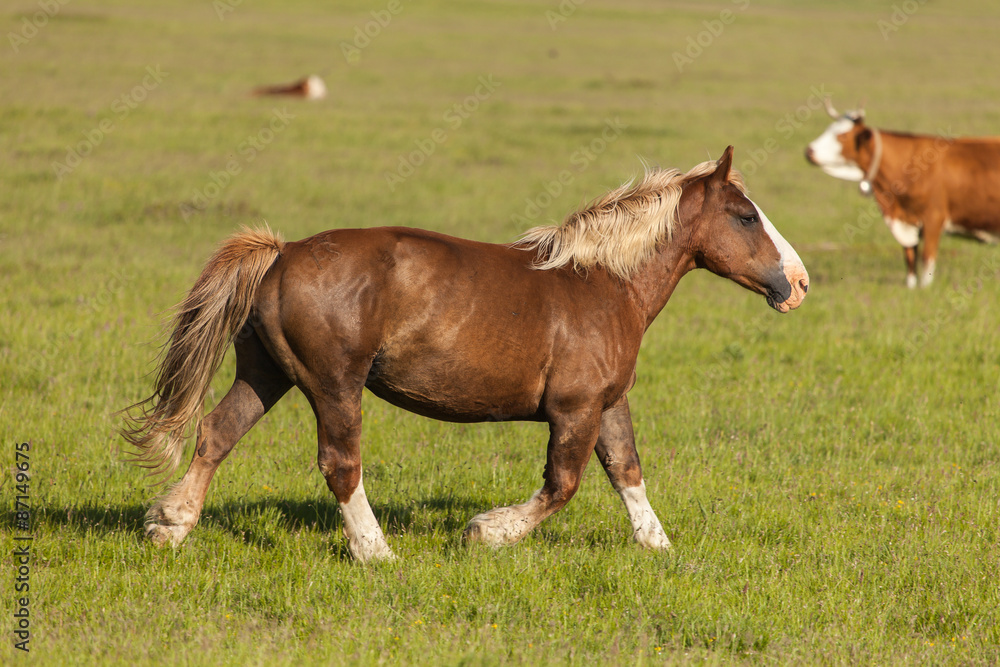 Cavallo marrone galoppa in una verde prateria. Mucca sullo sfondo Cavallo marrone galoppa in una verde prateria. Mucca sullo sfondo