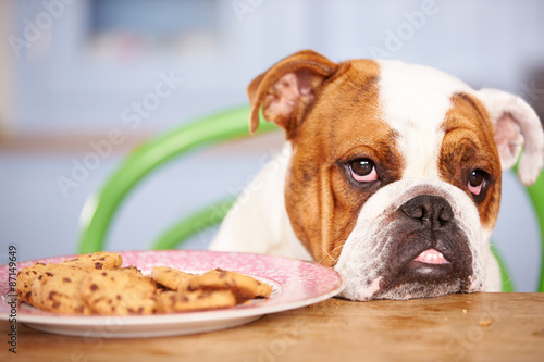 Sad Looking British Bulldog Tempted By Plate Of Cookies © Monkey Business