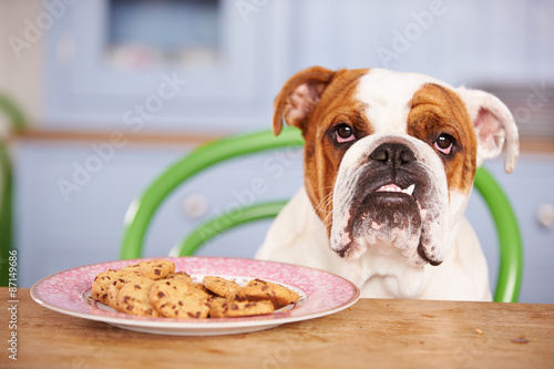 Sad Looking British Bulldog Tempted By Plate Of Cookies © Monkey Business