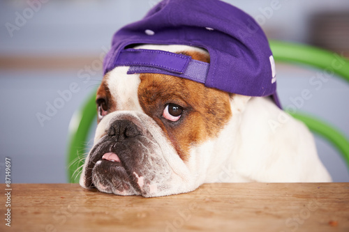 Fototapeta Naklejka Na Ścianę i Meble -  Sad Looking British Bulldog Wearing Baseball Cap