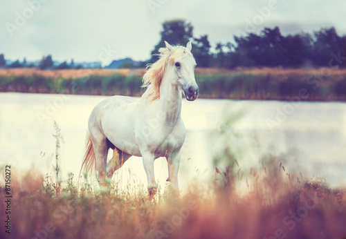 Fototapeta Naklejka Na Ścianę i Meble -  white horse is running on the lake shore 