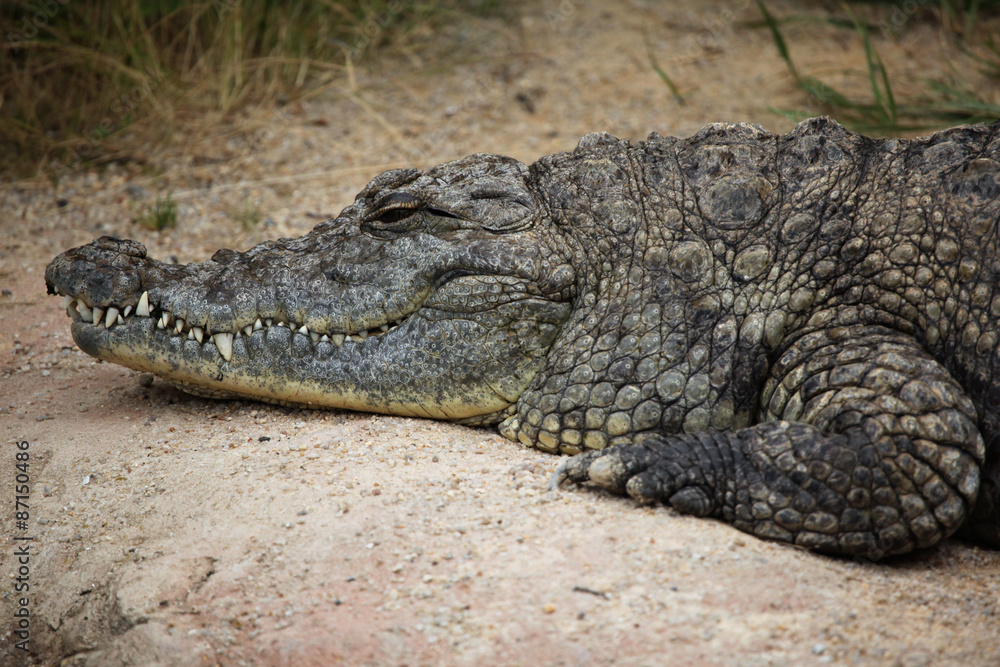 Nile crocodile (Crocodylus niloticus). Nile crocodile (Crocodylus niloticus).