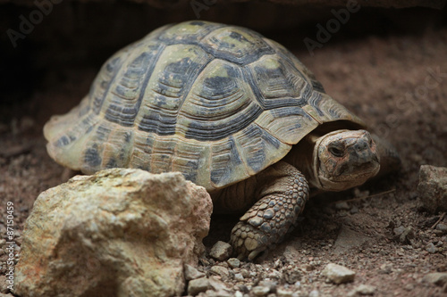 Hermann's tortoise (Testudo hermanni).