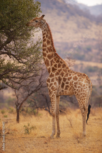 A giraffe eating leaves from a tree