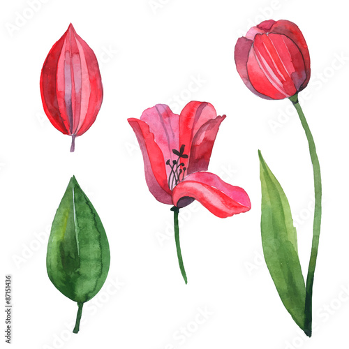Watercolor vector set with red tulip