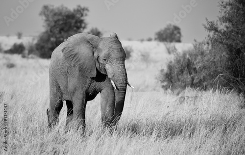 Large elephant in black and white