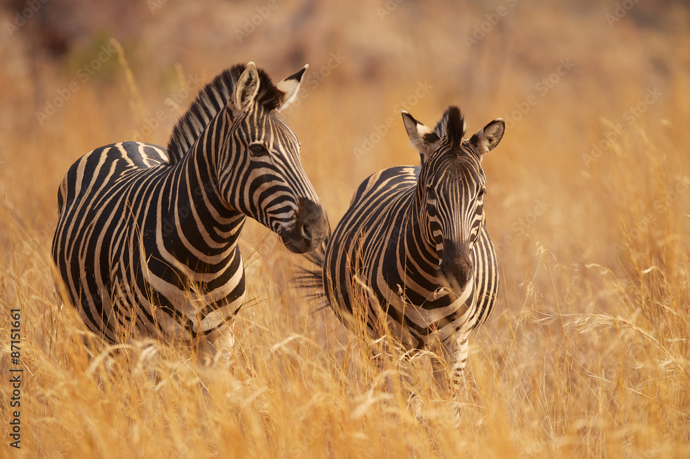 Two zebras in long grass - obrazy, fototapety, plakaty 