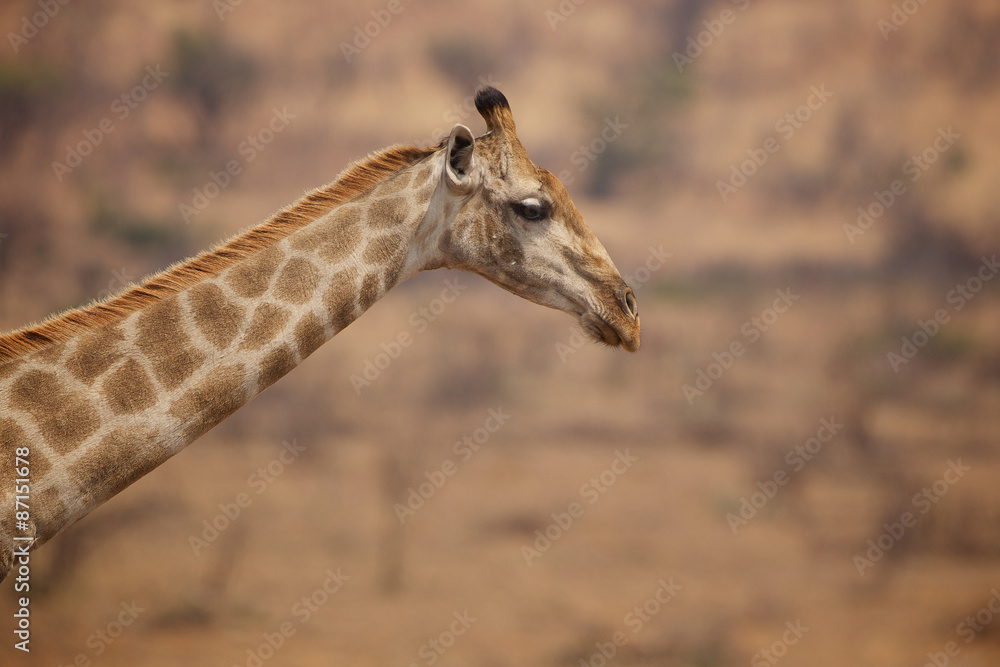 Obraz premium Close up of a giraffe