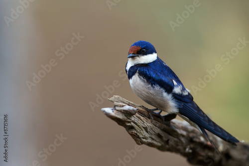 Photography White-throated swallow