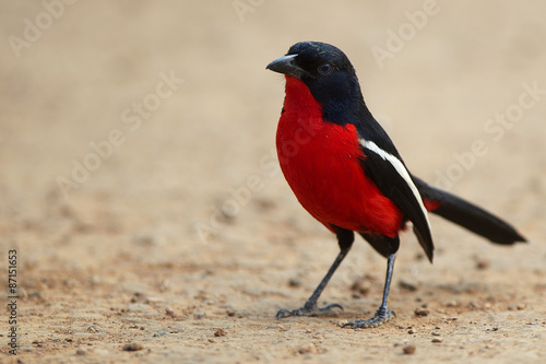 Crimson-breasted shrike