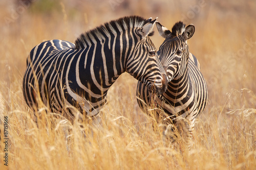 Two zebras in long grass #87151666