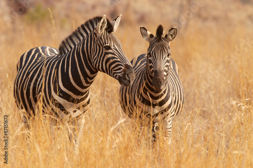 Two zebras in long grass #87151673