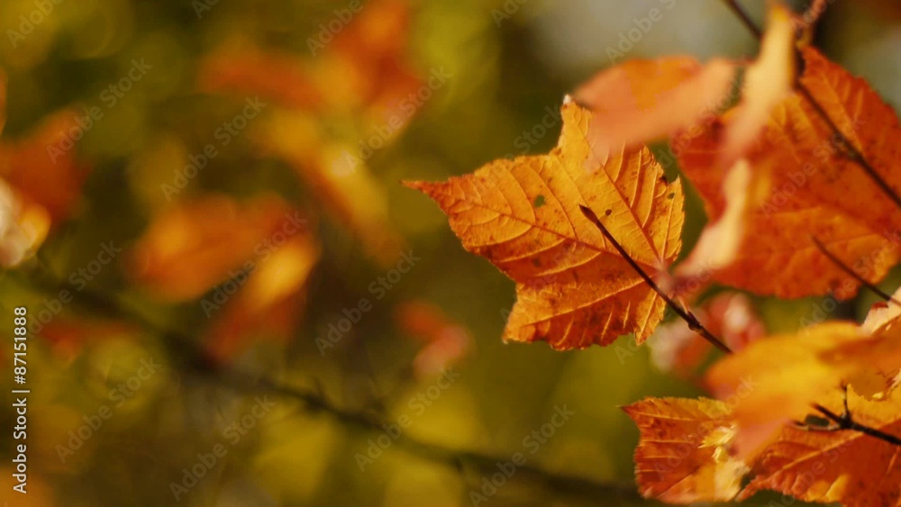 秋の森 0015 風にそよぐ紅葉 秋の森 0015 風にそよぐ紅葉