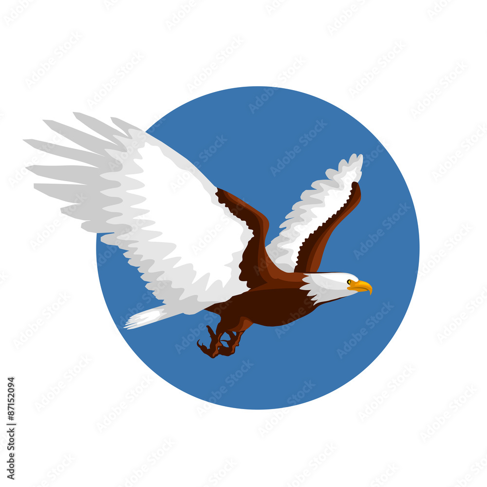 Fototapeta premium Bald eagle