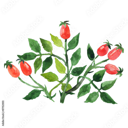 Watercolor hand drawn wild berries. Vector illustration