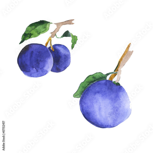 Watercolor vector plums