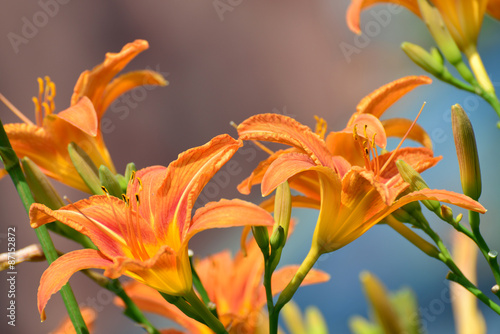 Beautiful orange lilies in the garden