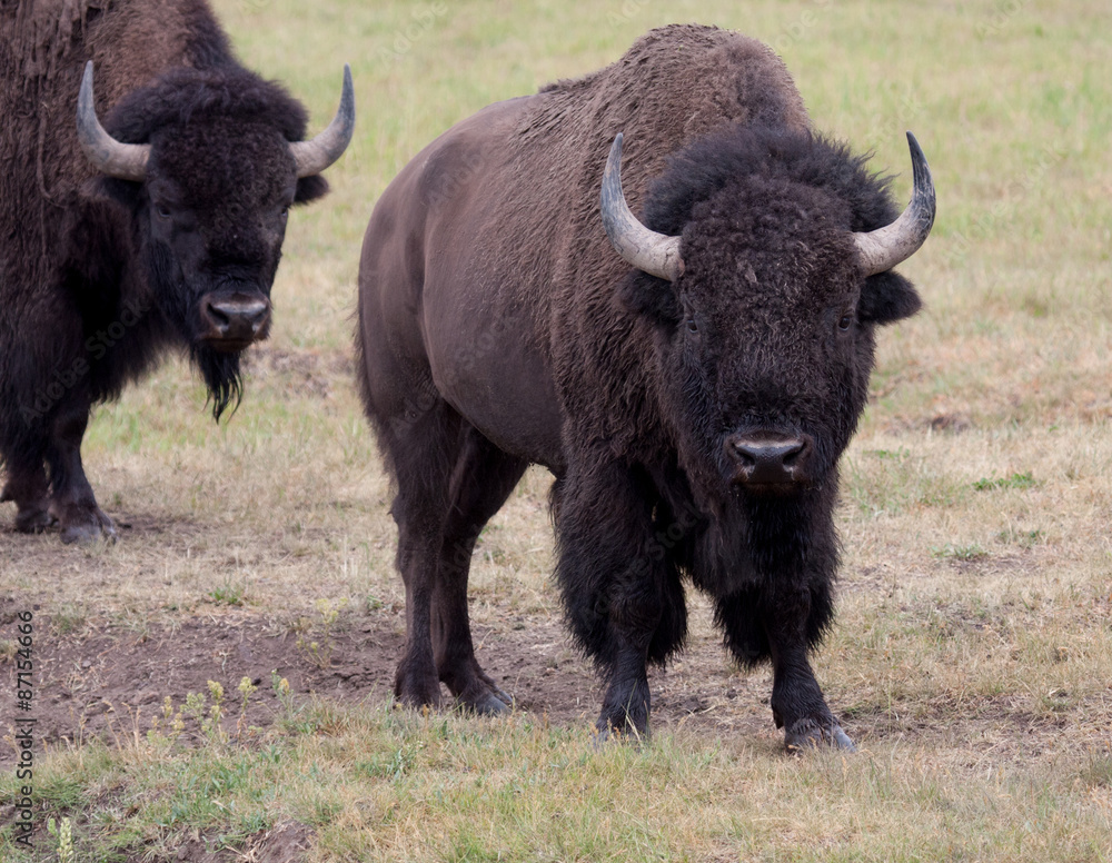 two bull bison