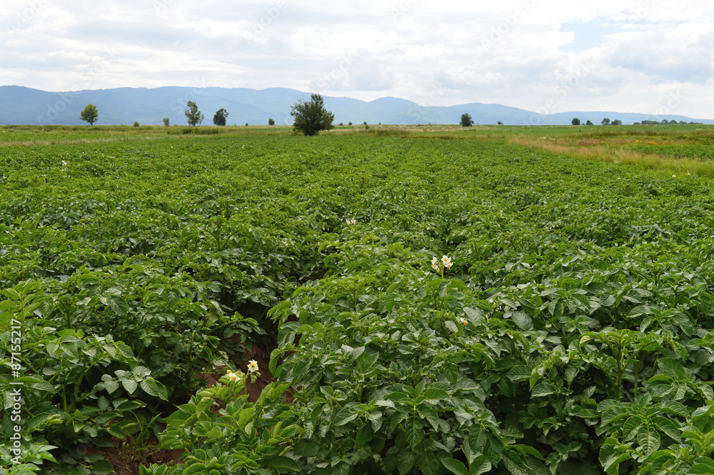 Green Field With Potato Plants