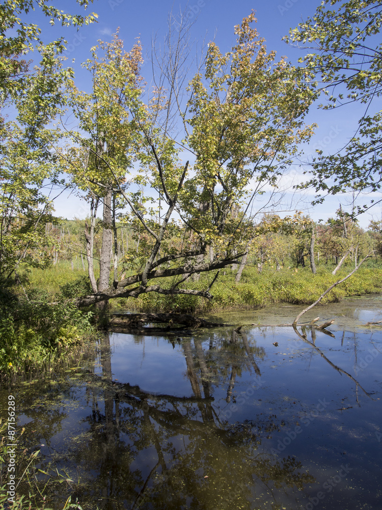 Autumn landscapeA