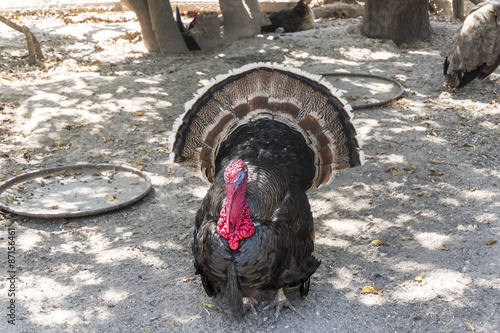 Wild turkey (Meleagris gallopavo)