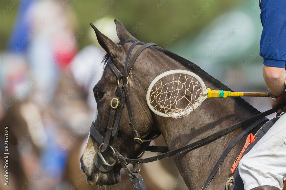 Polo-Cross horse  rider racket closeup unidentified equestrian sport