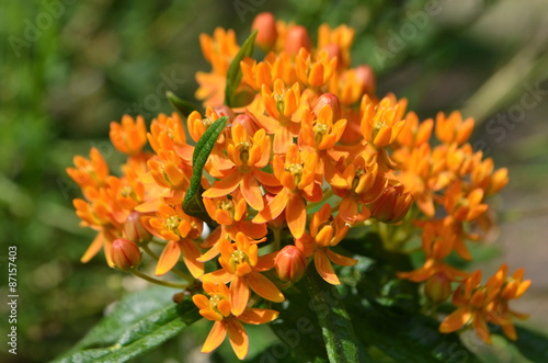 Fototapeta Naklejka Na Ścianę i Meble -  Butterfly Weed. Asclepias tuberosa. Closeup photograph of the beautiful orange flowers