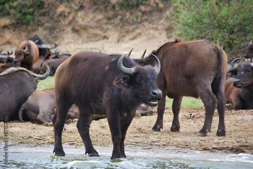 Buffalos, Africa