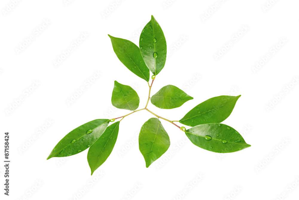 Citrus leaves with drops isolated on a white background Citrus leaves with drops isolated on a white background