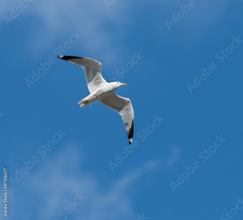 Great Black-backed Gull in Flight