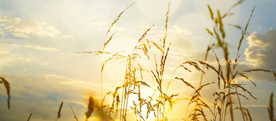 art Field of grass during sunset