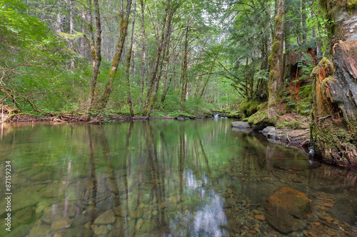 Falls Creek Forest with Water Reflection