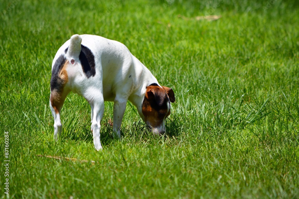 Jack Russell Terrier Dog Looking at Something in Yard