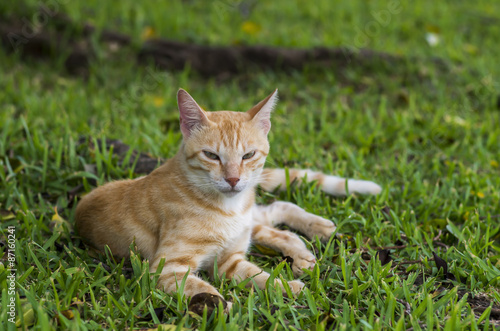 公園で休憩する猫