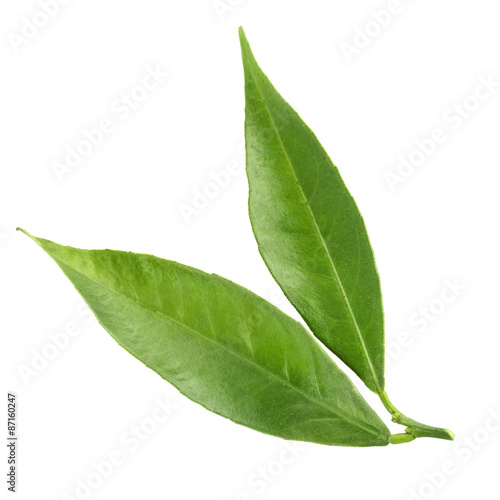 tangerine leaf isolated