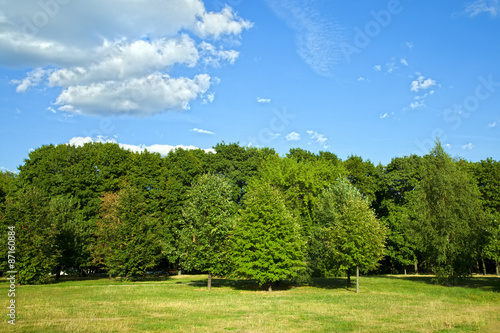 Fototapeta Naklejka Na Ścianę i Meble -  Green forest with blue sky and clouds