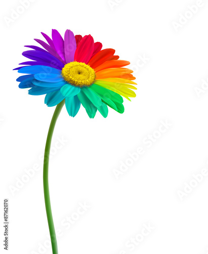 Fototapeta Naklejka Na Ścianę i Meble -  Rainbow daisy flower background. Vector.