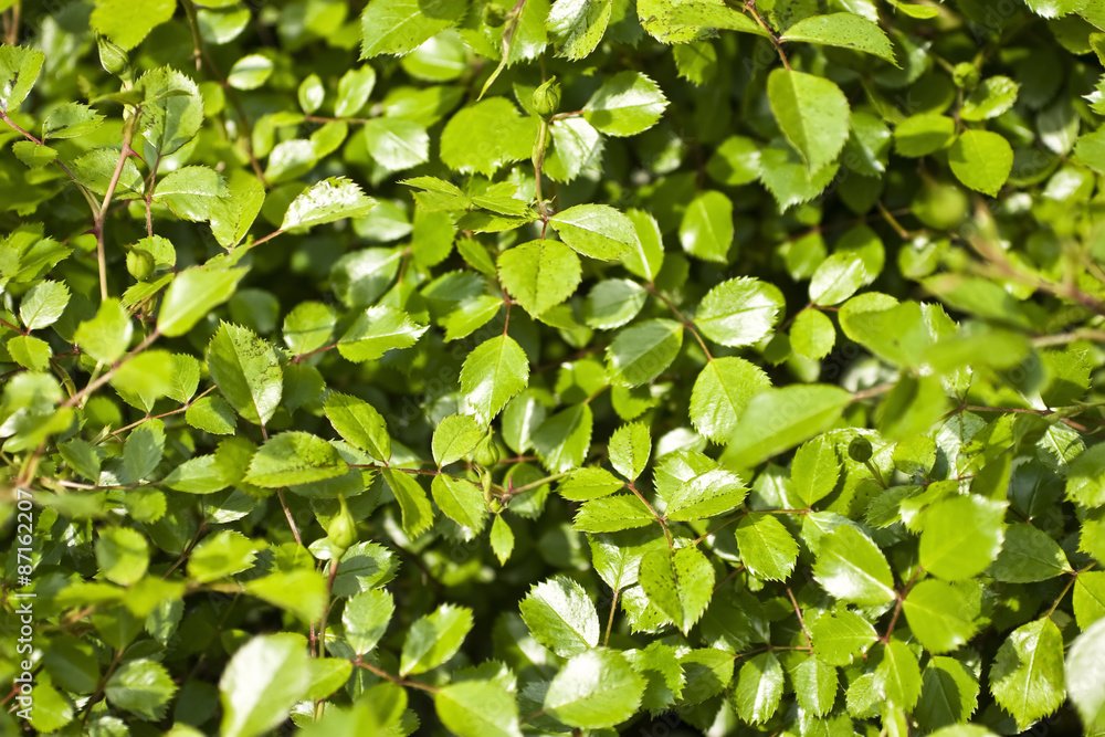 Obraz premium Background with green foliage