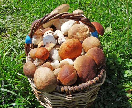 fresh forest mushrooms in the basket