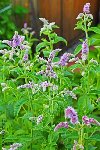 Мята длиннолистная (Mentha longifolia)