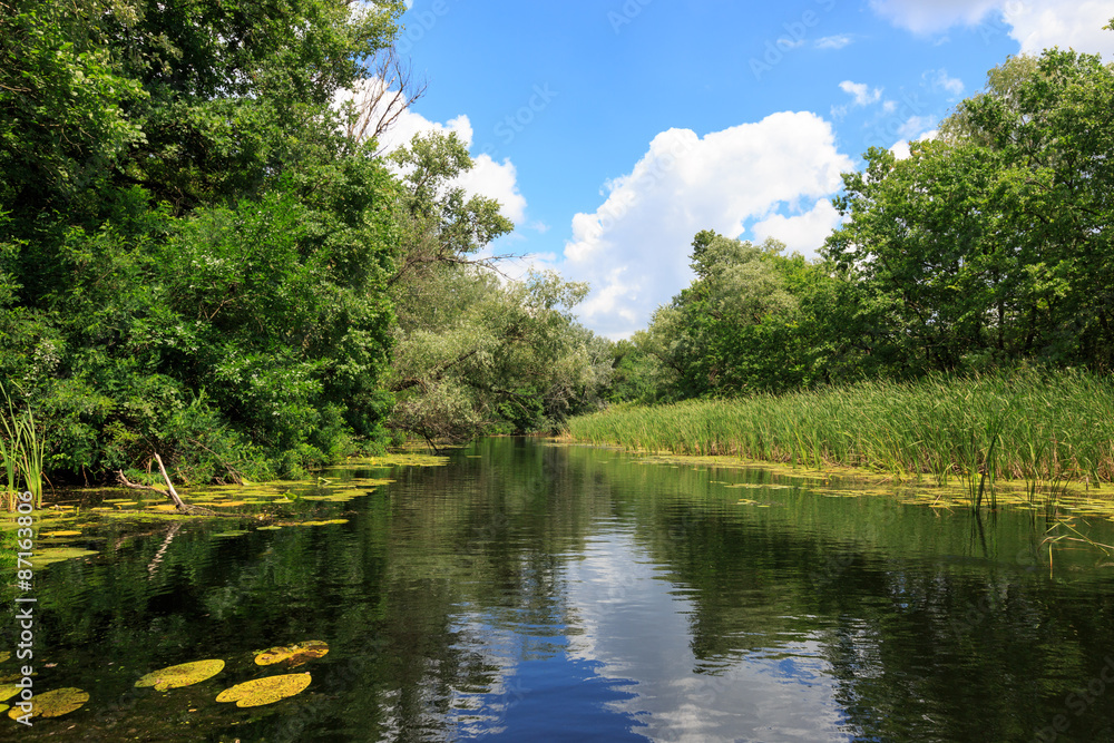 Fototapeta premium summer scene on river