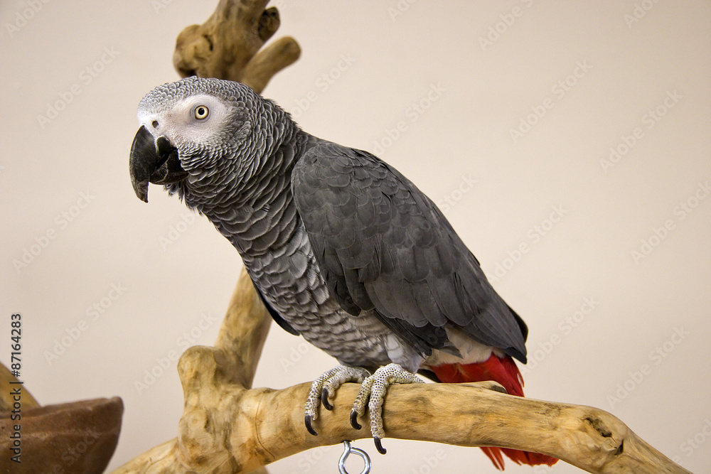 Fototapeta premium African Grey Parrot