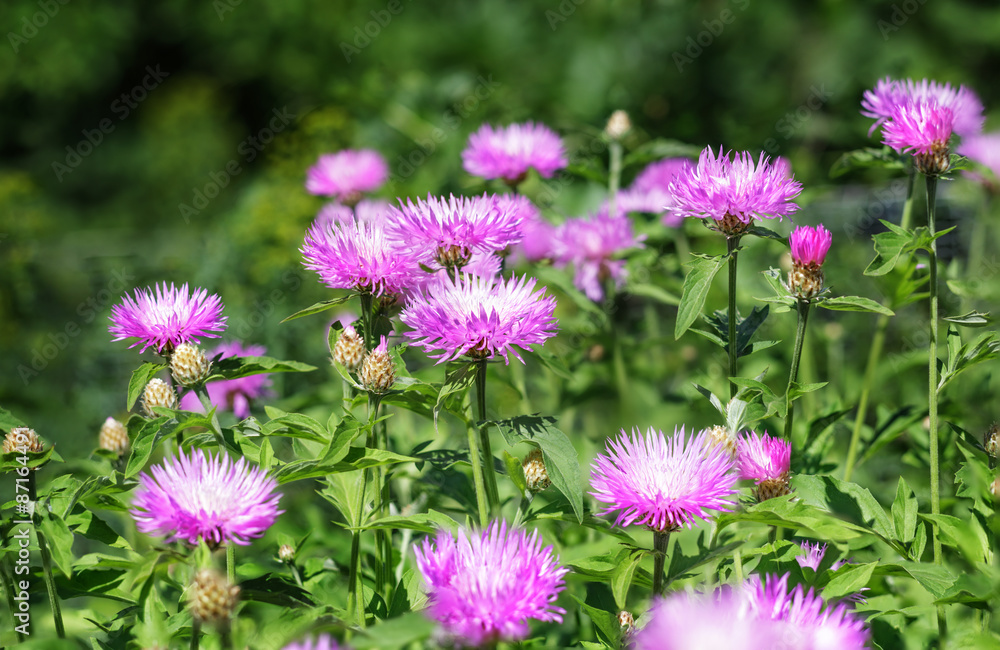 Stokesia laevis Stokesia laevis