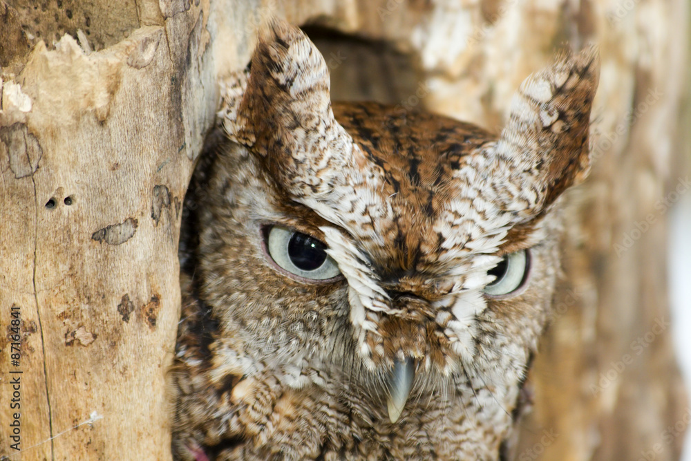 Screech Owl Screech Owl