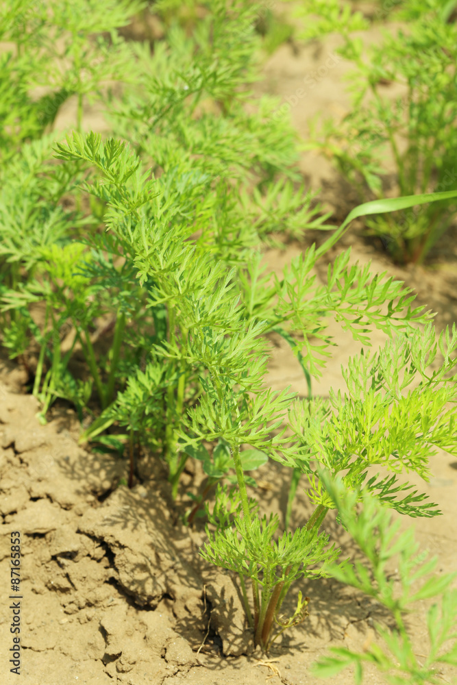 Carrot plants in garden Carrot plants in garden