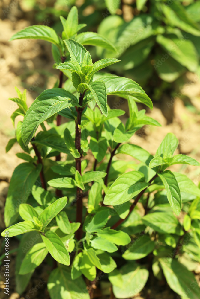 Fresh green mint growing in the garden Fresh green mint growing in the garden